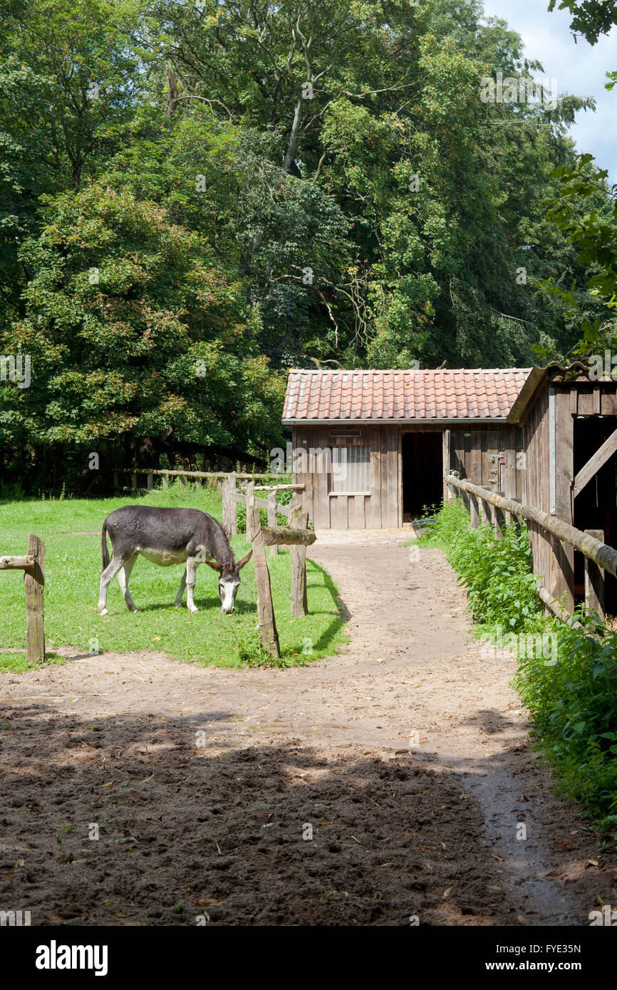 Donkey in a farm eating grass on a sunny day Stock Photo - Alamy