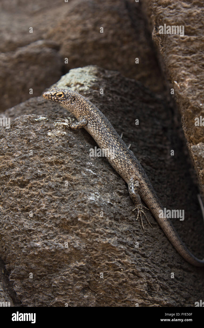 Endemic reptile (Mabuya Maculata) from Fernando de Noronha island ...