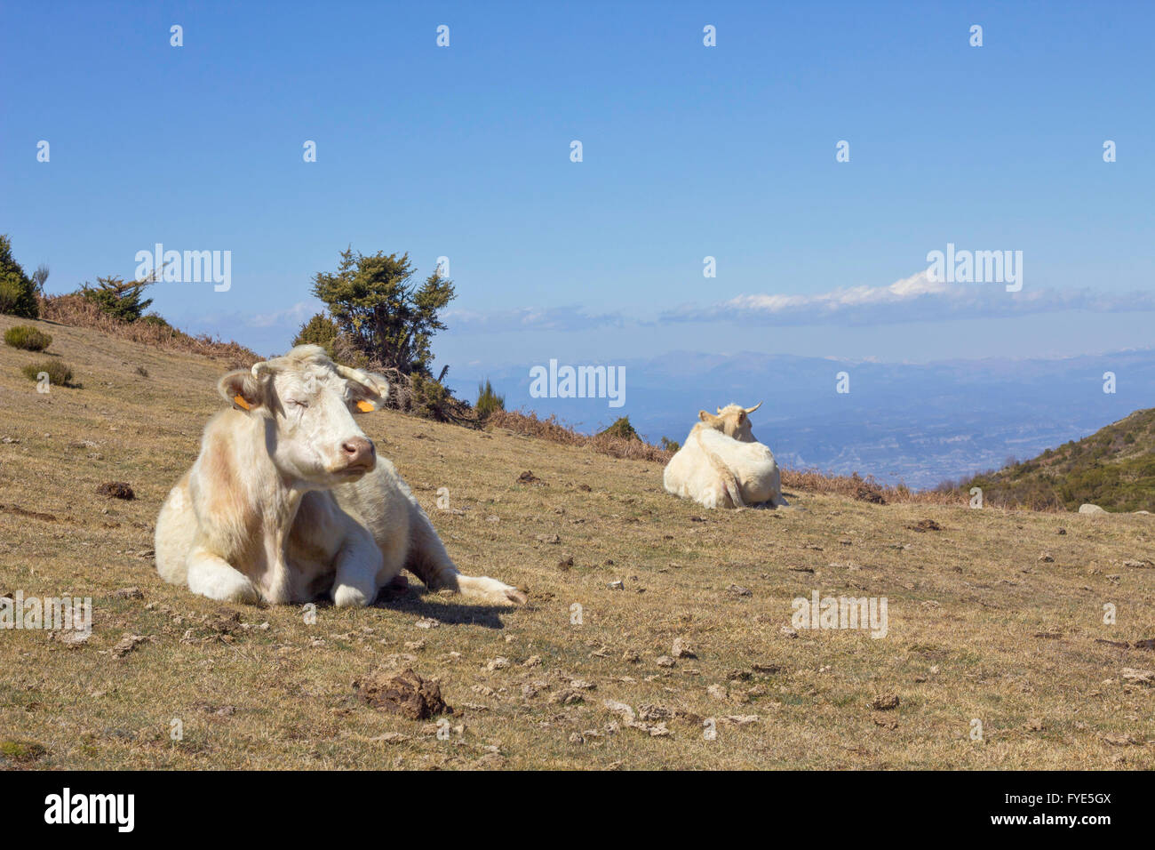 Cows lying down relaxed in field outdoors Stock Photo Alamy