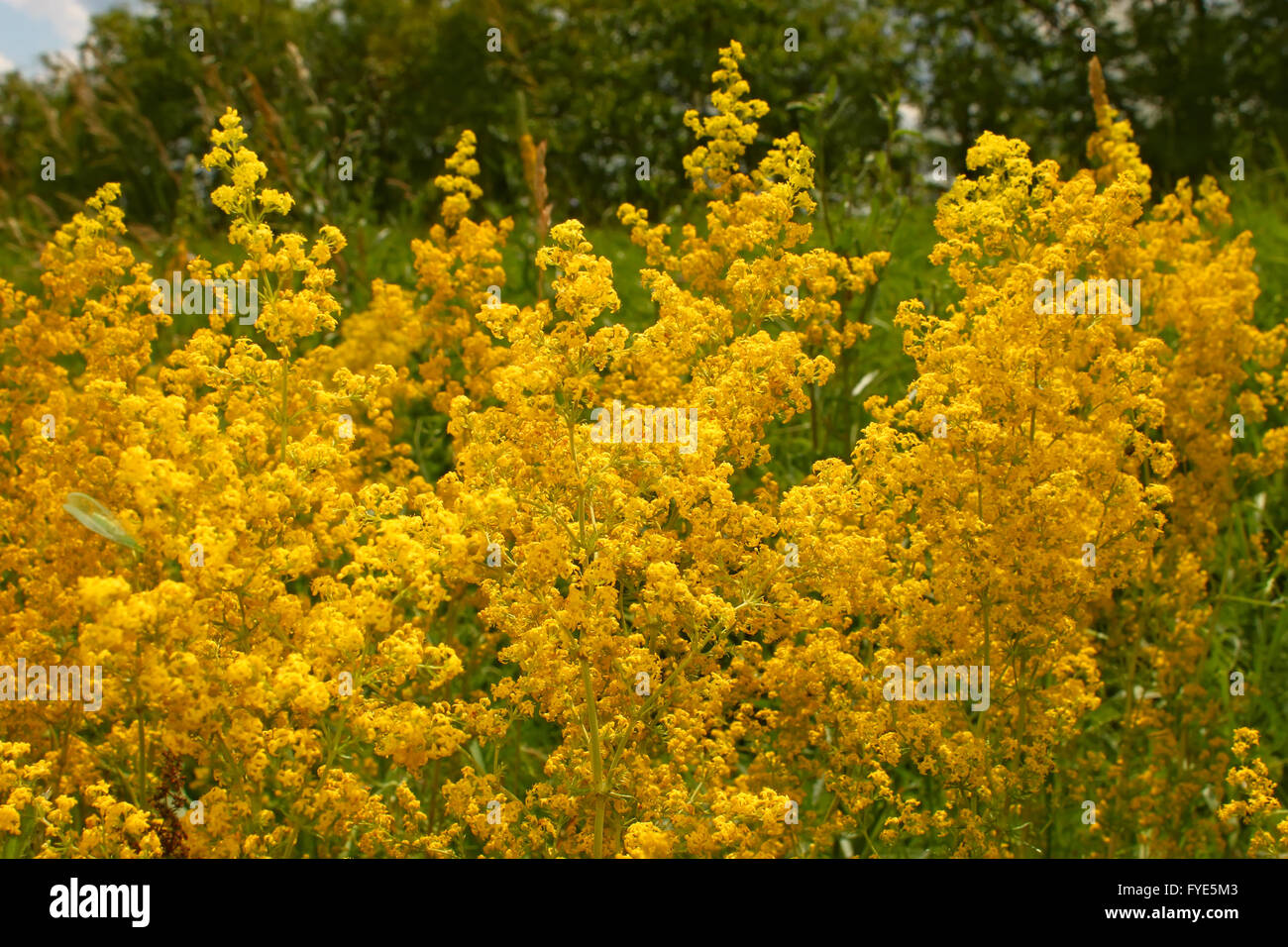 Yellow summer wild flowers Stock Photo