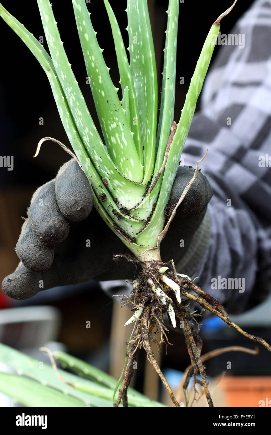 Close up hand holding Aloe vera plant with roots Stock Photo - Alamy