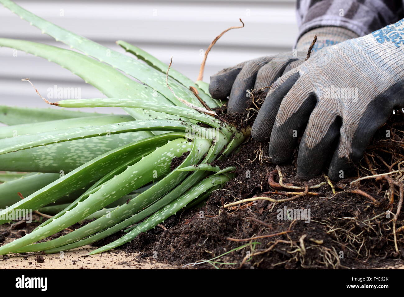 Dividing Aloe vera pups from the main mother plants Stock Photo Alamy