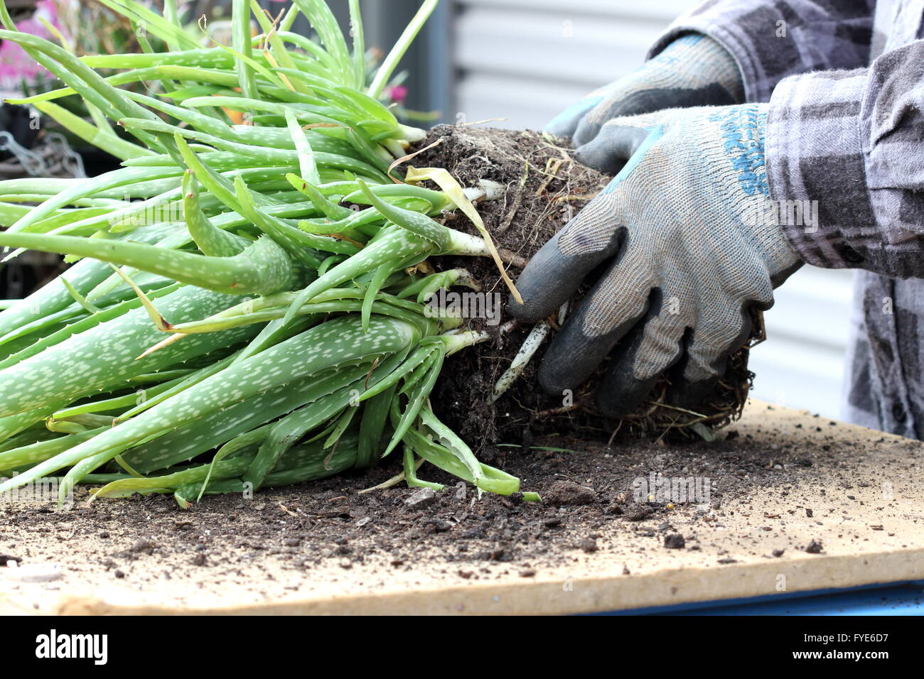 Dividing Aloe vera pups from the main mother plants Stock Photo Alamy