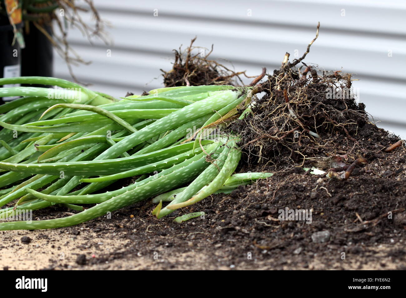 Close up a pile of aloe vera plants with roots ready to be planted