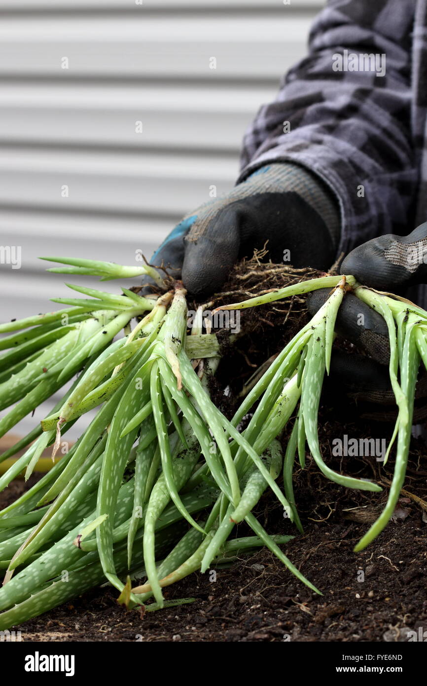 Dividing Aloe vera pups from the main mother plants Stock Photo Alamy
