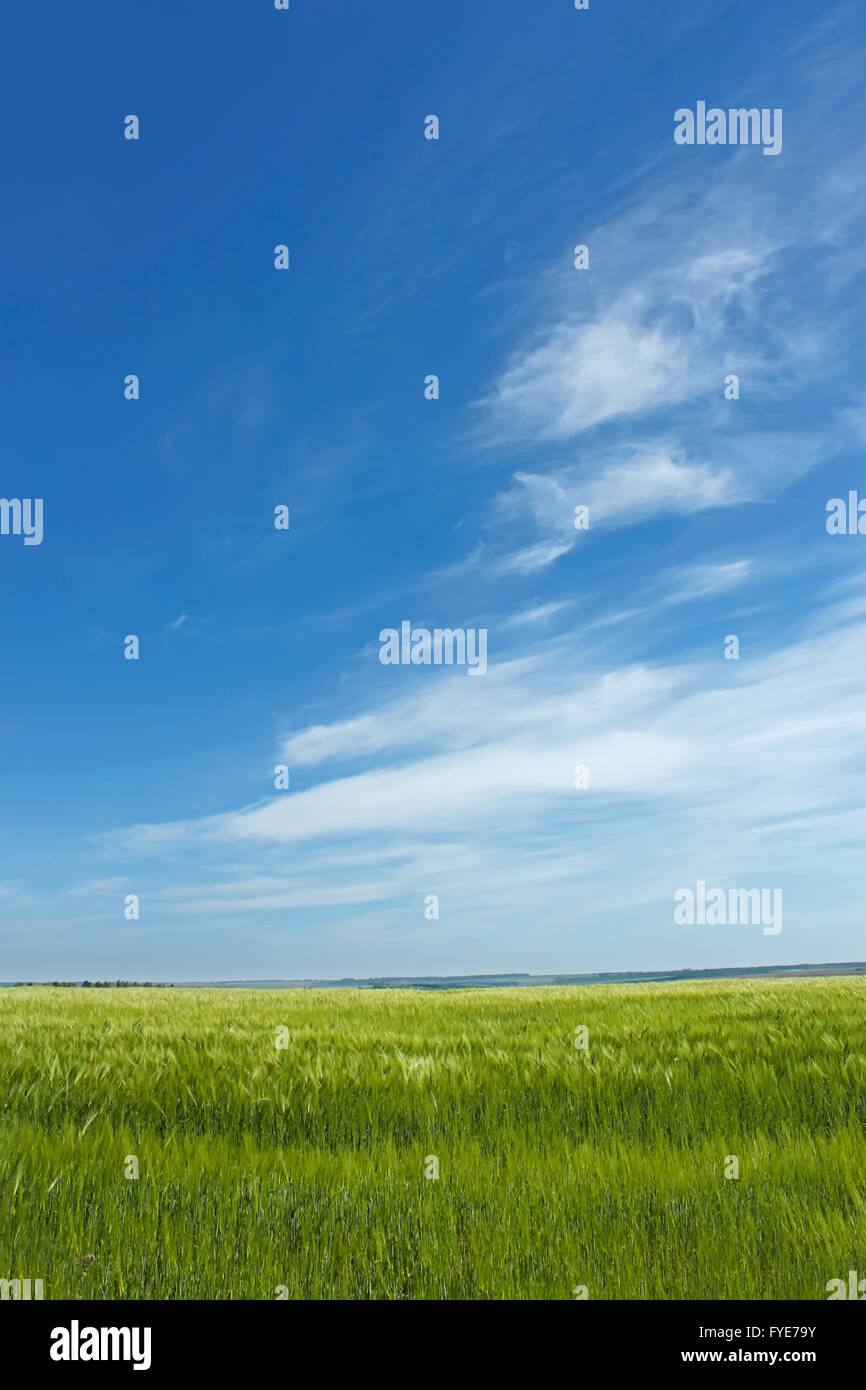 Skyscape over barley field Stock Photo