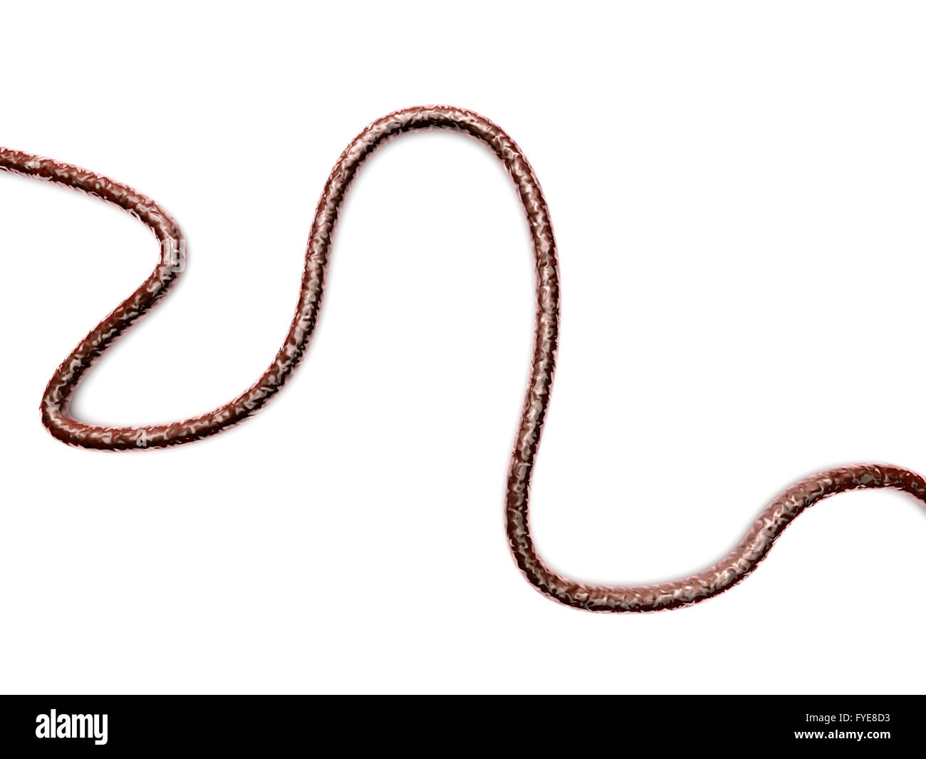 3d blood vessel scan hi-res stock photography and images - Alamy