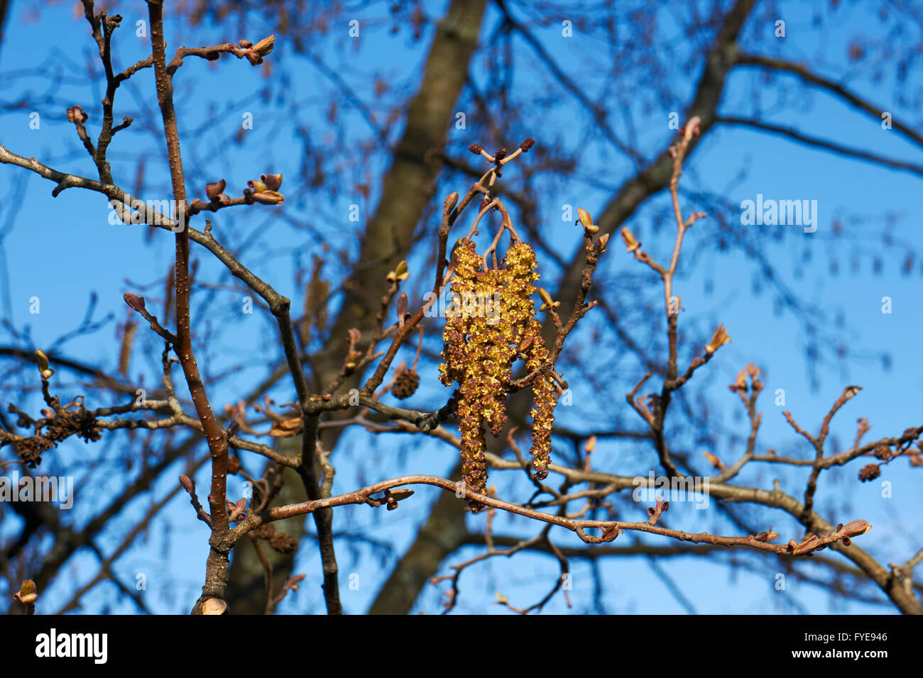 Alnus glutinosa, European alder blooming, Finland Stock Photo