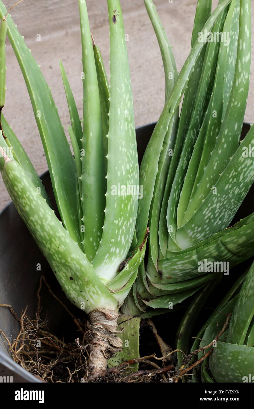 Close up oh healthy looking Aloe vera with pups ready to be divided and planted in another pot