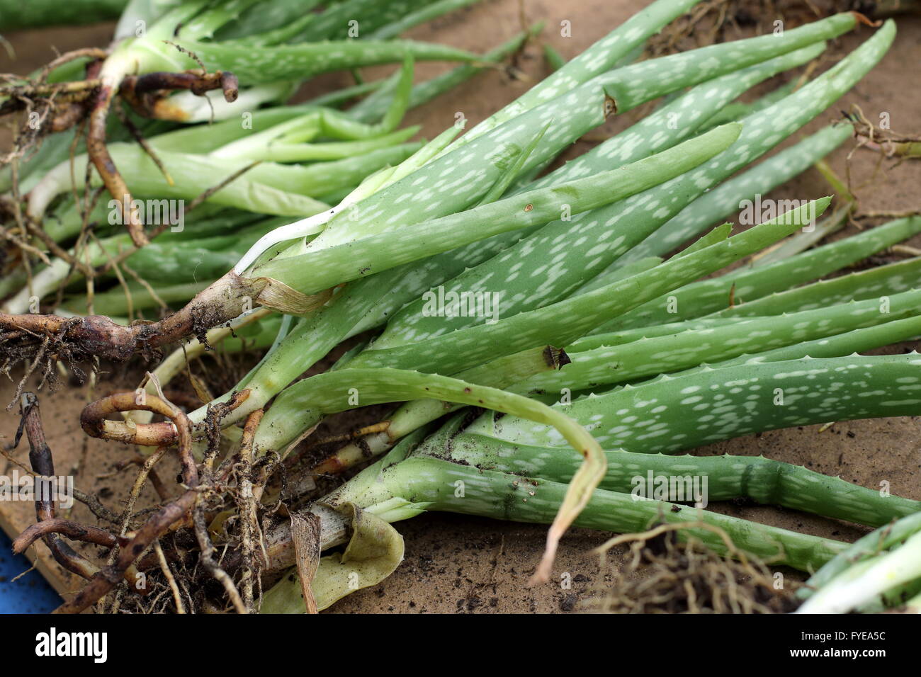 Close up a pile of  aloe vera plants with roots ready to be planted Stock Photo