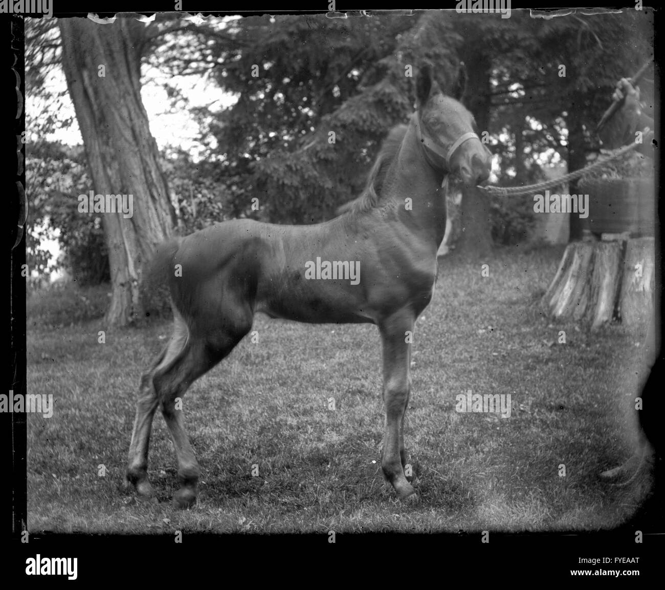 Victorian photograph of a colt in Fallston, Maryland Stock Photo
