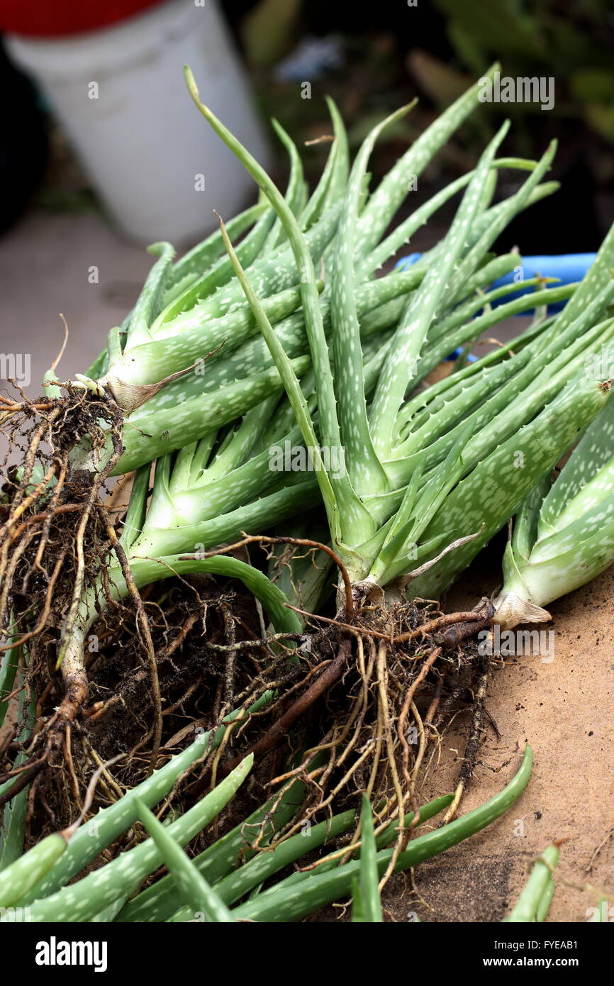 Close up a pile of aloe vera plants with roots ready to be planted