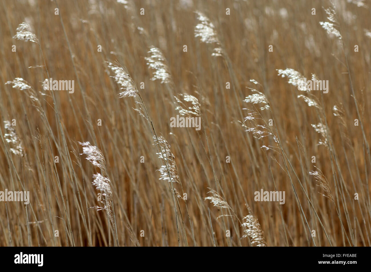 reeds Dingle Marshes Walberswick Suffolk Stock Photo