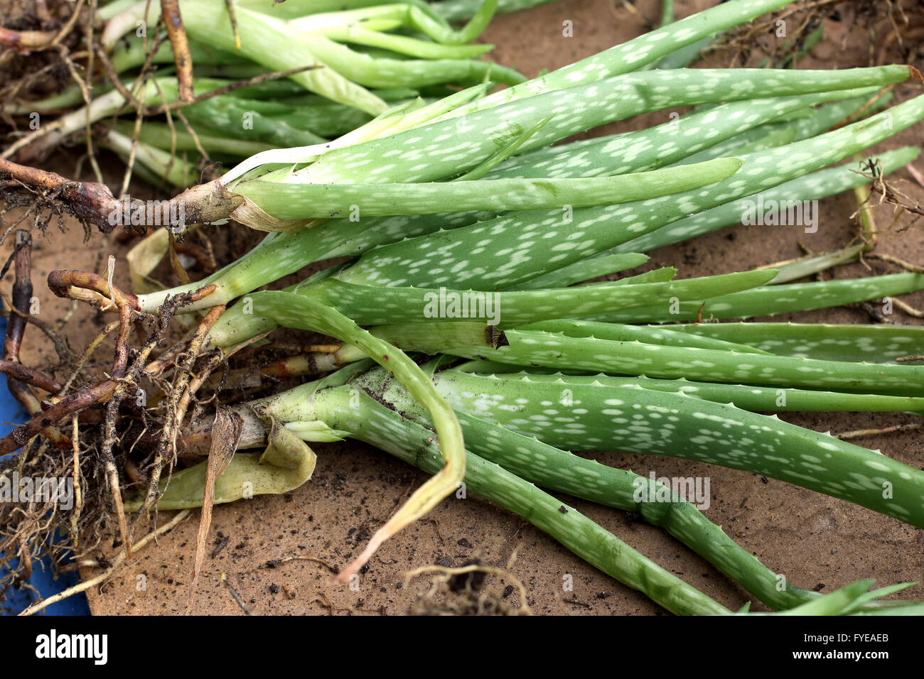 Close up a pile of  aloe vera plants with roots ready to be planted Stock Photo