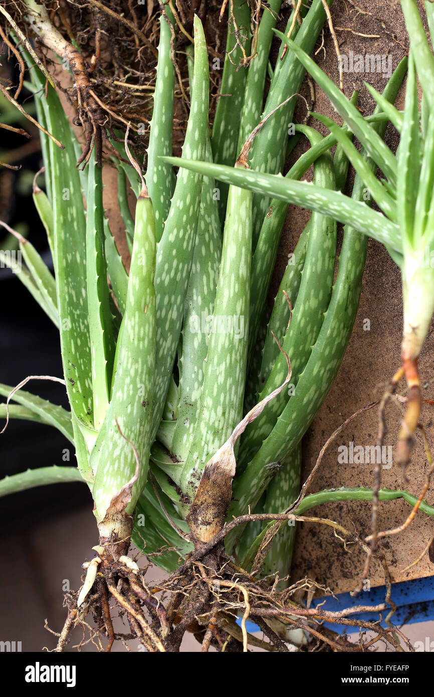 Young Aloe Vera Plant Stock Photos & Young Aloe Vera Plant Stock Images