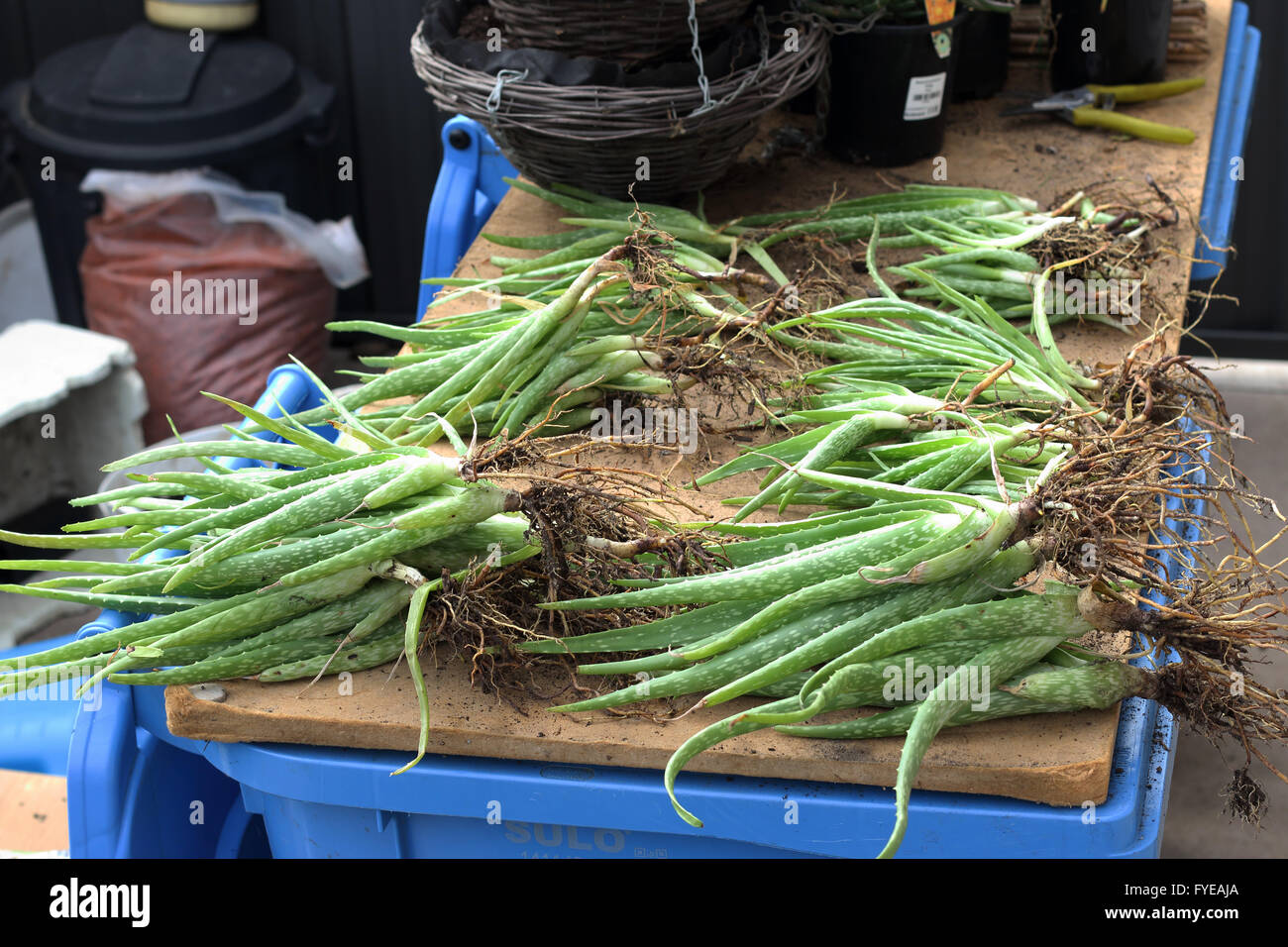 A pile of  aloe vera plants with roots ready to be planted in pots Stock Photo