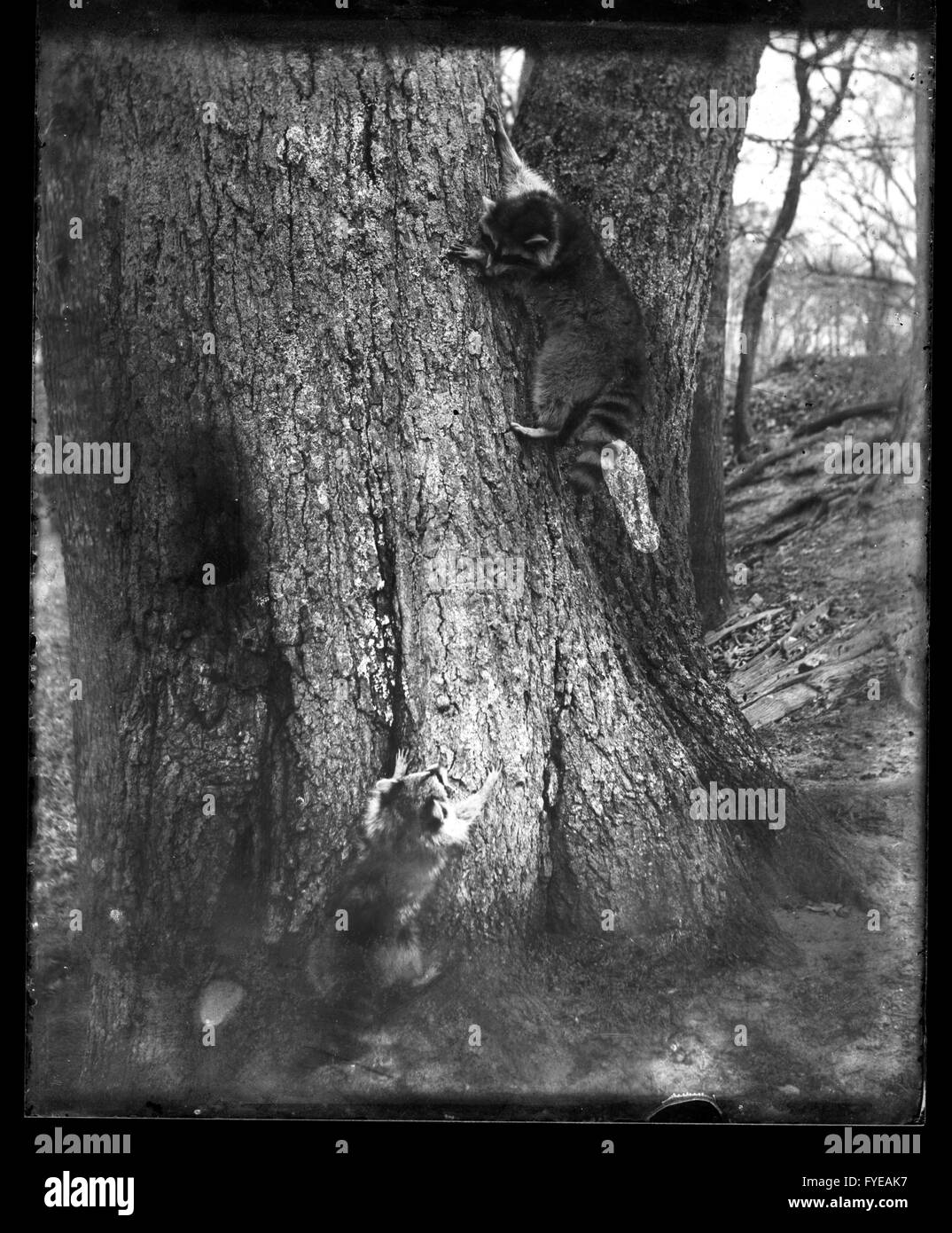 Victorian photograph of raccoons playing on a tree Stock Photo