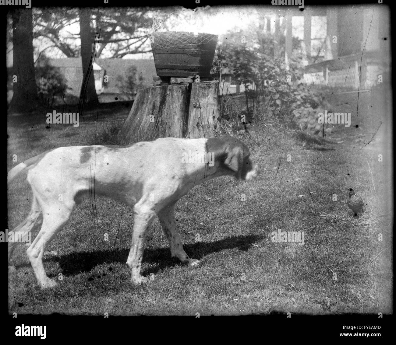 Victorian photograph of a hound dog on a farm in Fallston, Maryland Stock Photo