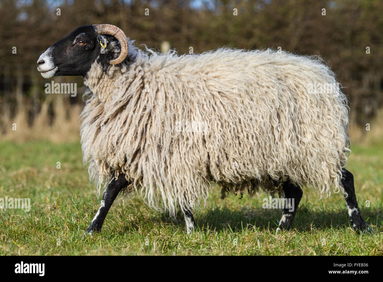 swaledale sheep in a field looking at the camera. The ewe has horns with this breed. Stock Photo