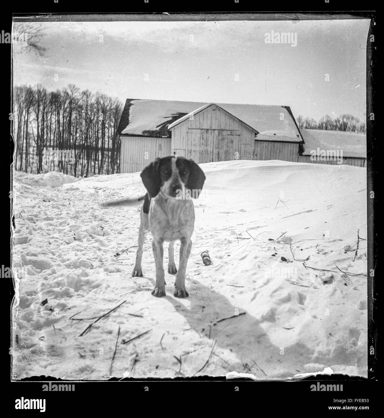 Victorian photograph of of a hound dog in the snow in Fallston, Maryland. Stock Photo