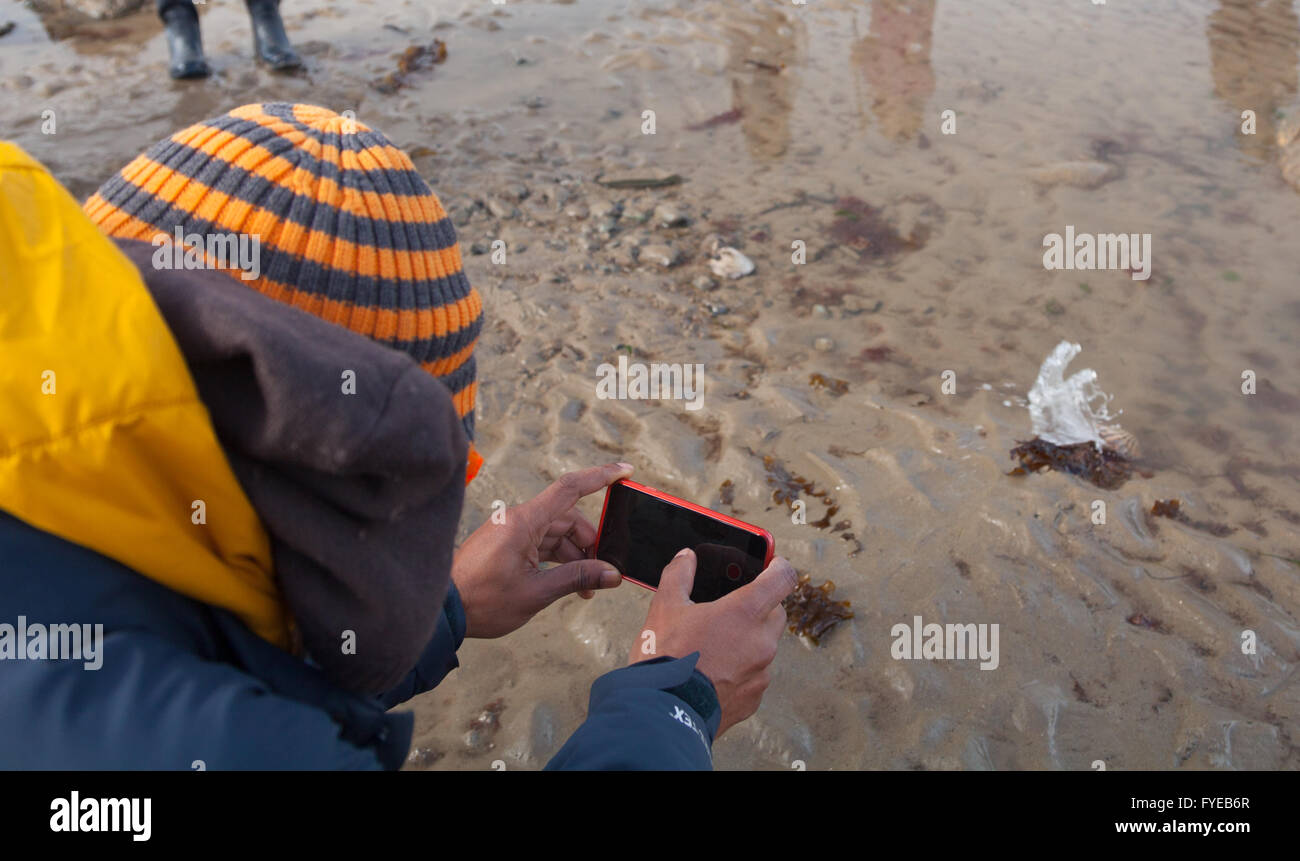 A man taking iphone photos of a live scallop / clam closing quickly and squirting water in shallow waters at low tide Stock Photo