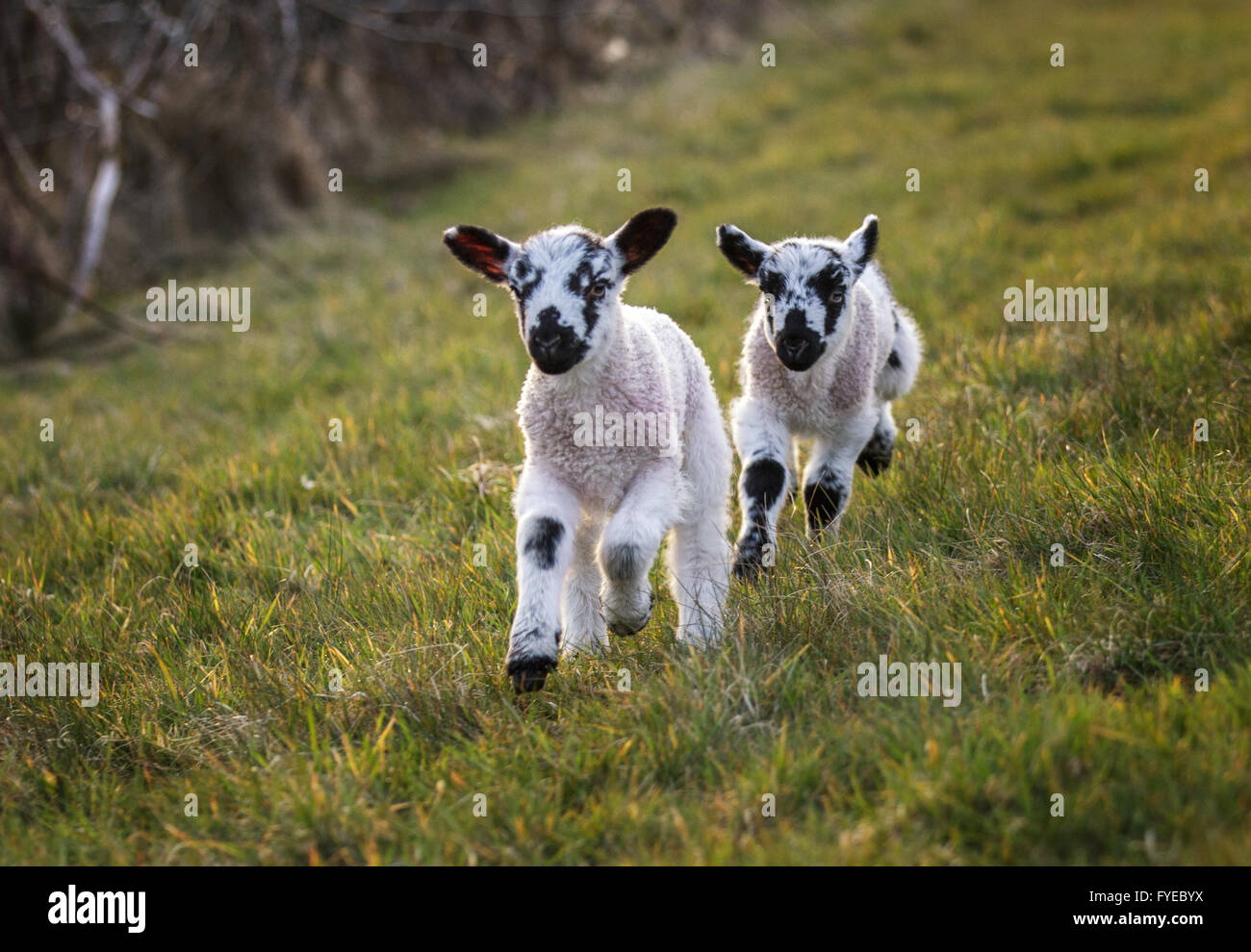Twin Swaledale lambs running towards camera in a field. They are black and white. Stock Photo