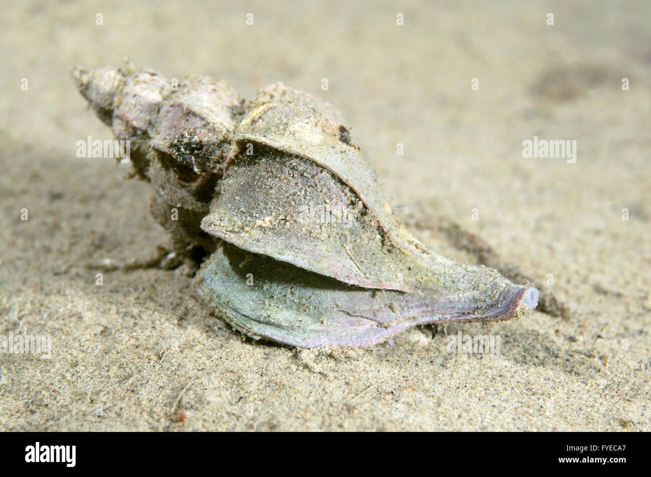 mollusk Candelabrum Trophon (Boreotrophon candelabrum) Far East, Sea of Japan, Russia Stock Photo
