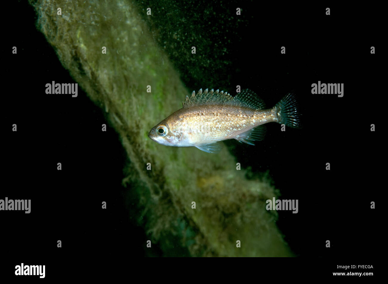 White-edged rockfish, Sebastes or East sea bass (Sebastes taczanowskii) Far East, Sea of Japan, Russia Stock Photo