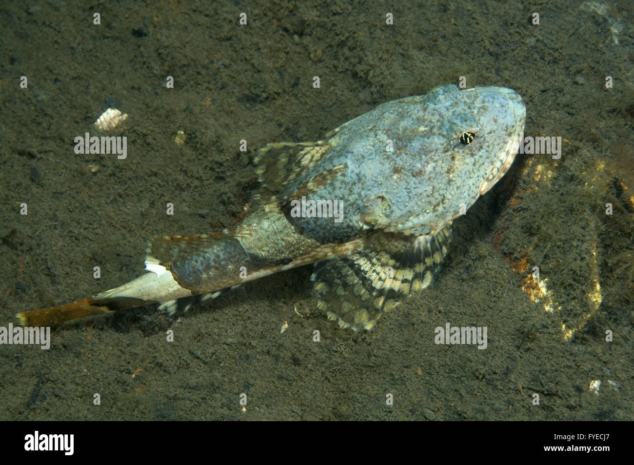 Sea frogs on sale