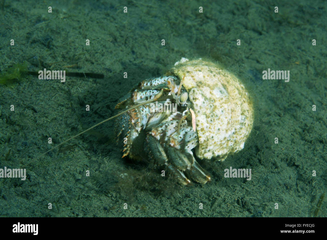 Alaskan hermit crab (Pagurus ochotensis) Far East, Sea of Japan, Russia Stock Photo