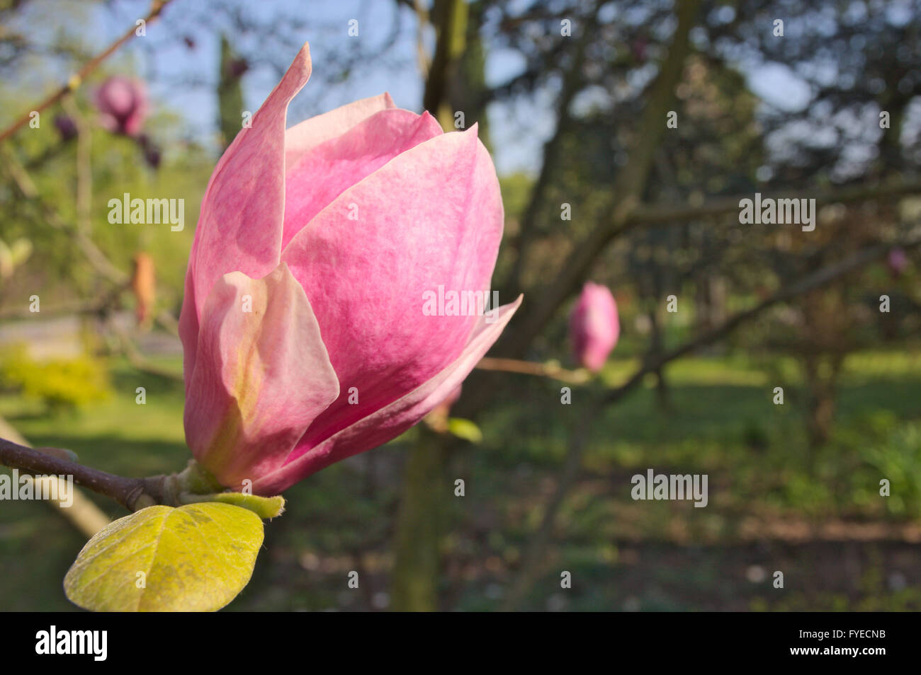 Magnolia garden all in blossom during the spring Stock Photo - Alamy