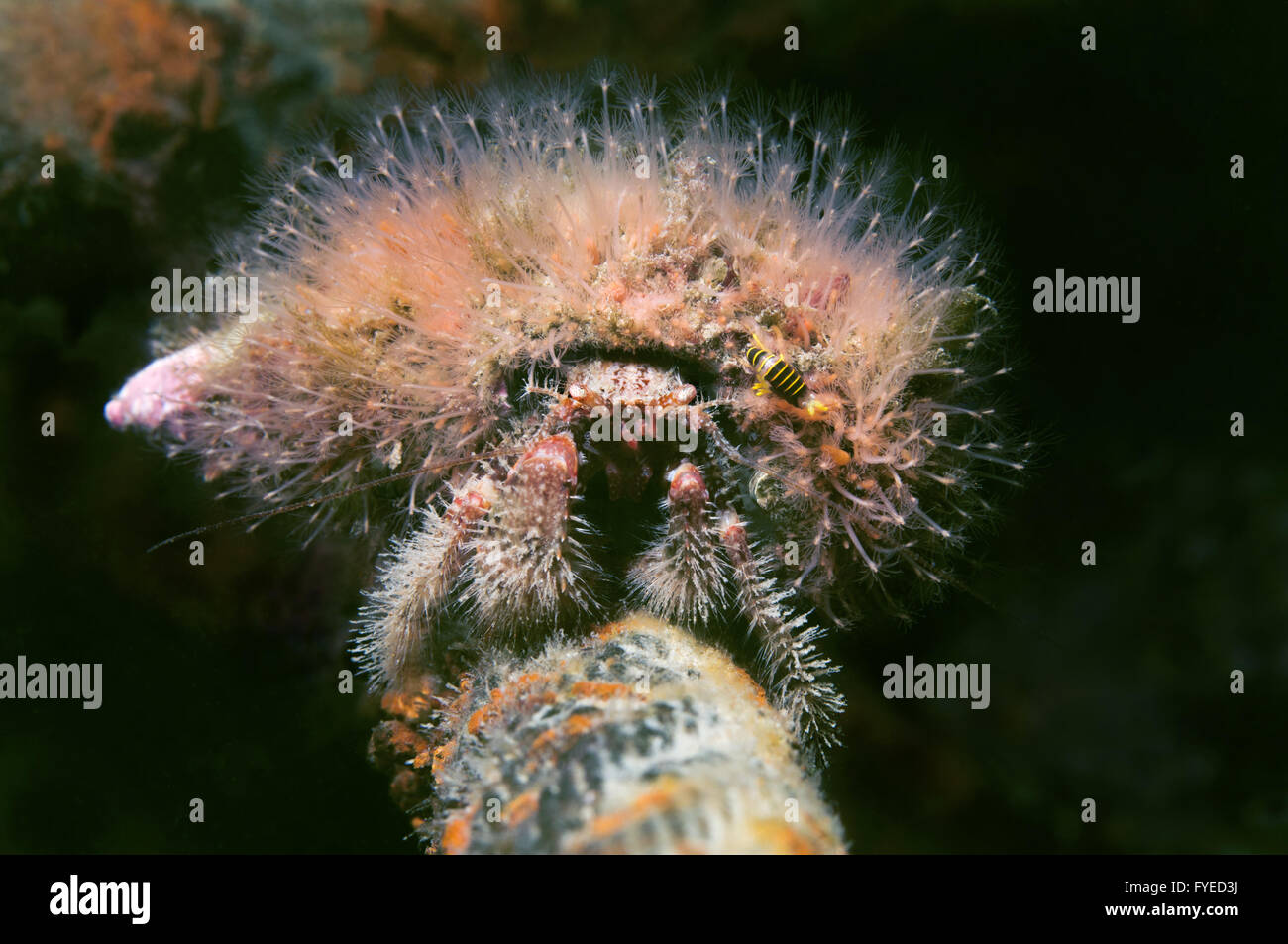 hermit crab (Pagurus sp) Far East, Sea of Japan, Russia Stock Photo Alamy