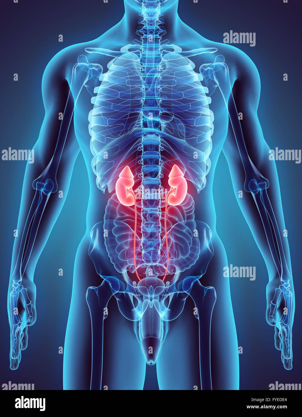 3D illustration of Urinary System - Medical concept Stock Photo - Alamy