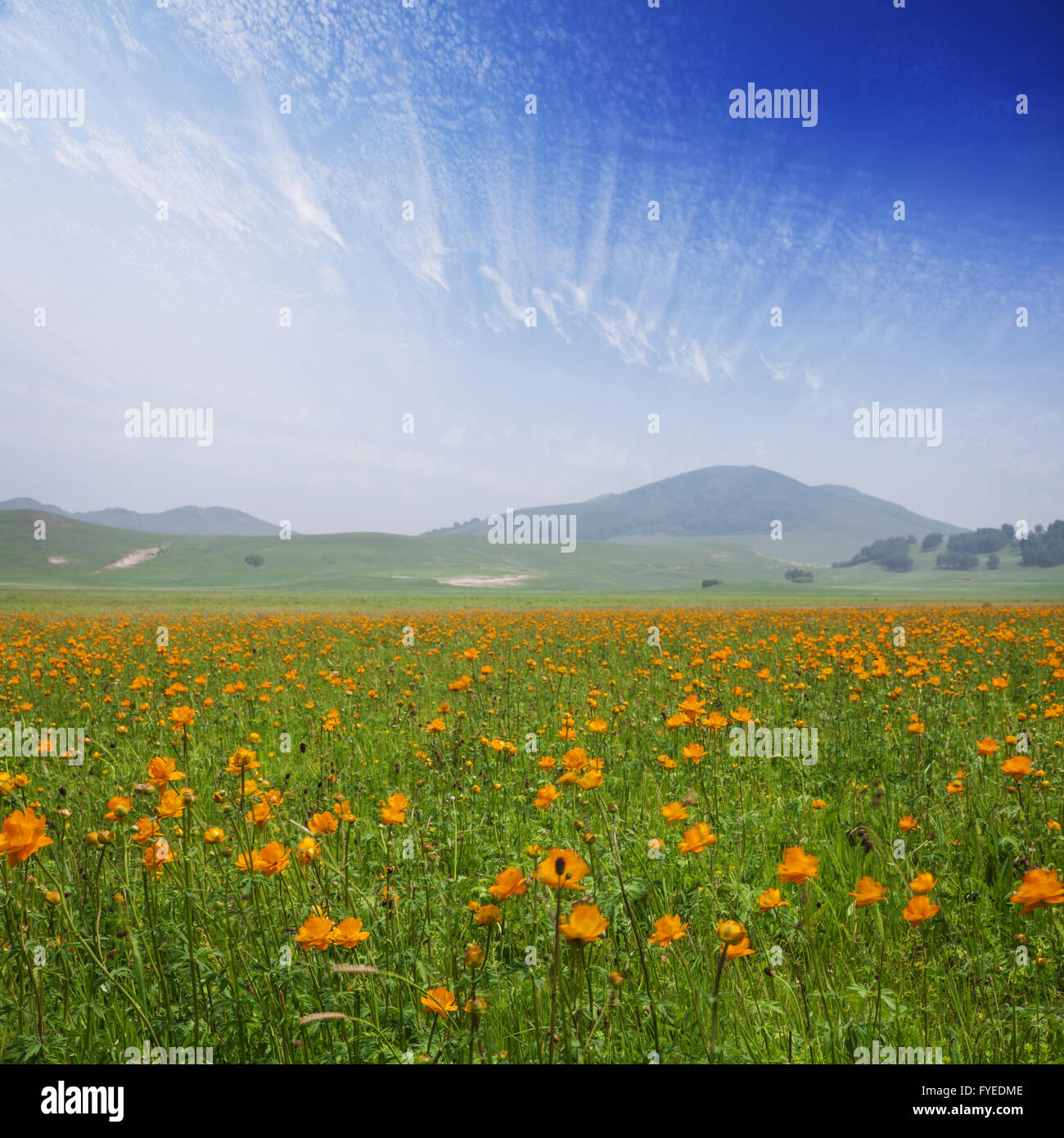 Grassland plant yellow flowers hi-res stock photography and images - Alamy