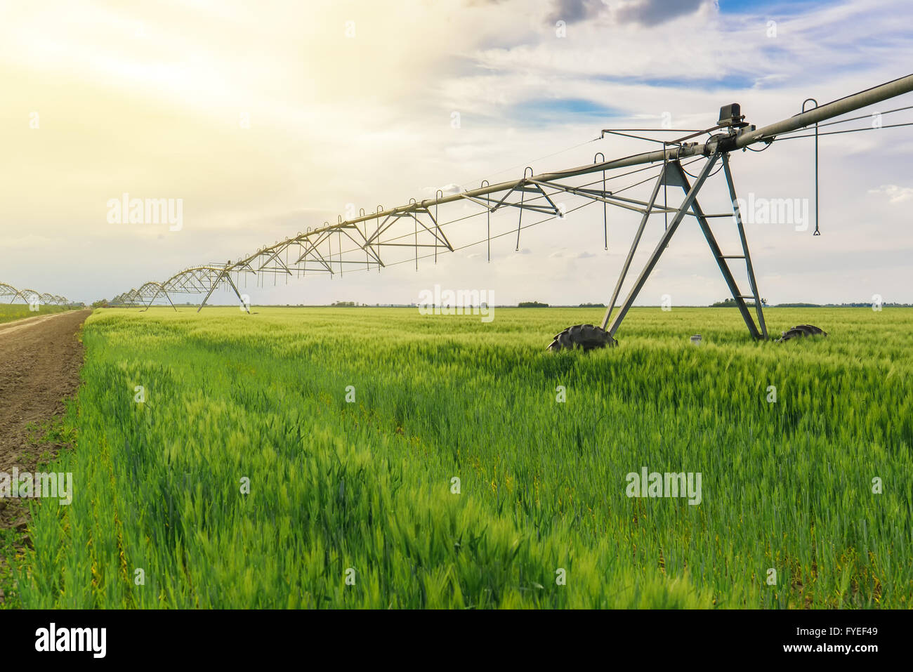 Sprinkler irrigation system in green wheat field Stock Photo