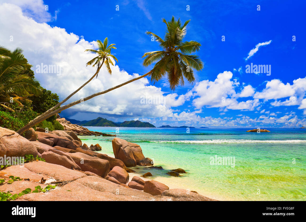 Palms on beach at island La Digue, Seychelles Stock Photo
