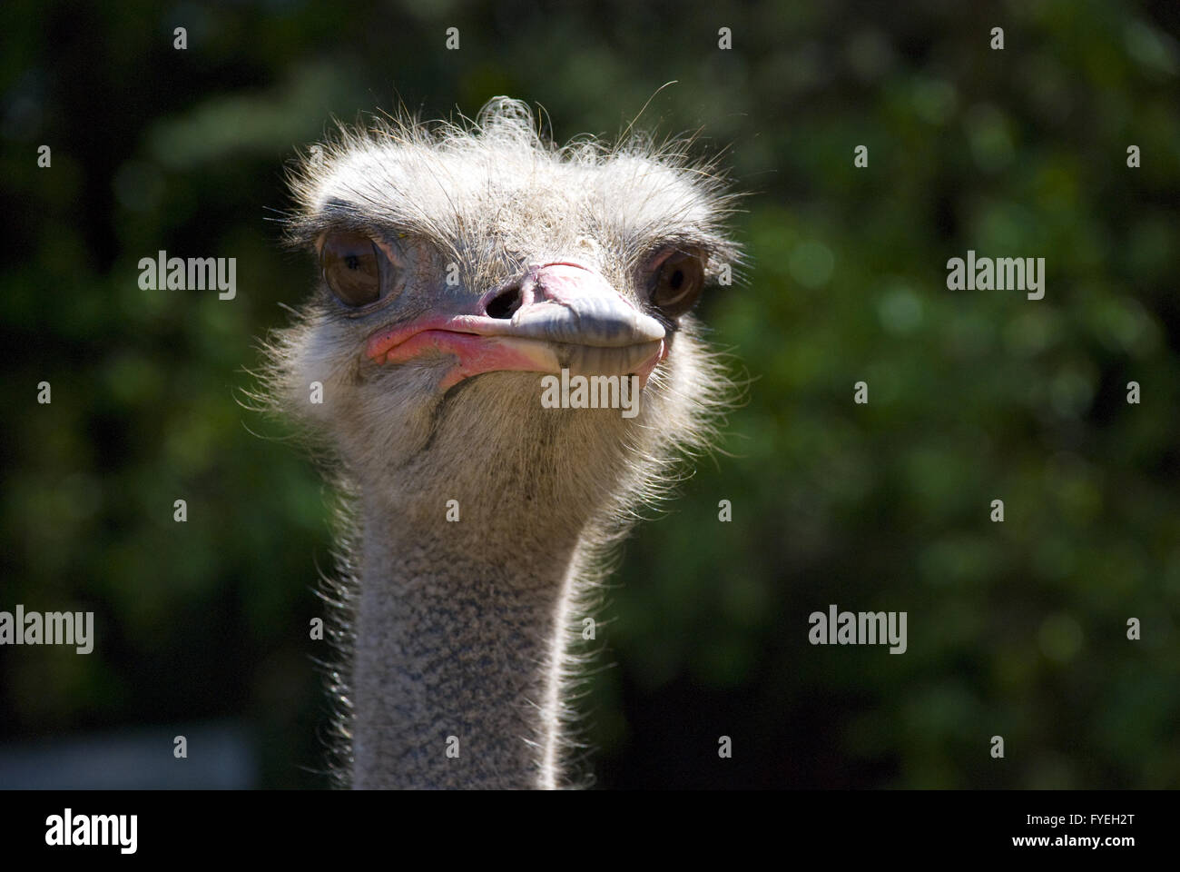 ostrich portrait, big size Stock Photo