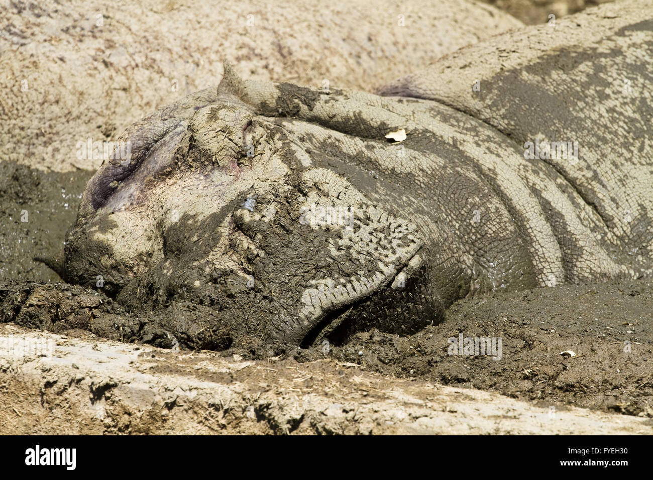 hippo resting in the mud Stock Photo