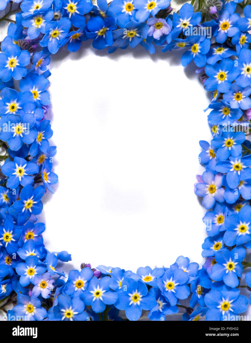 forget-me-not flowers frame Stock Photo