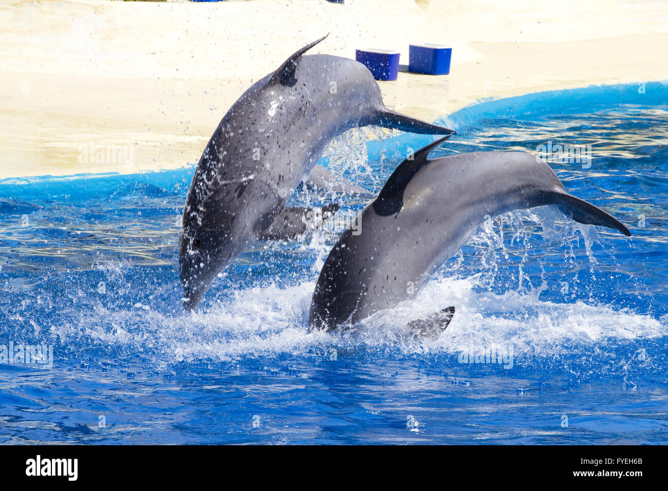 dolphin jump out of the water in pool Stock Photo