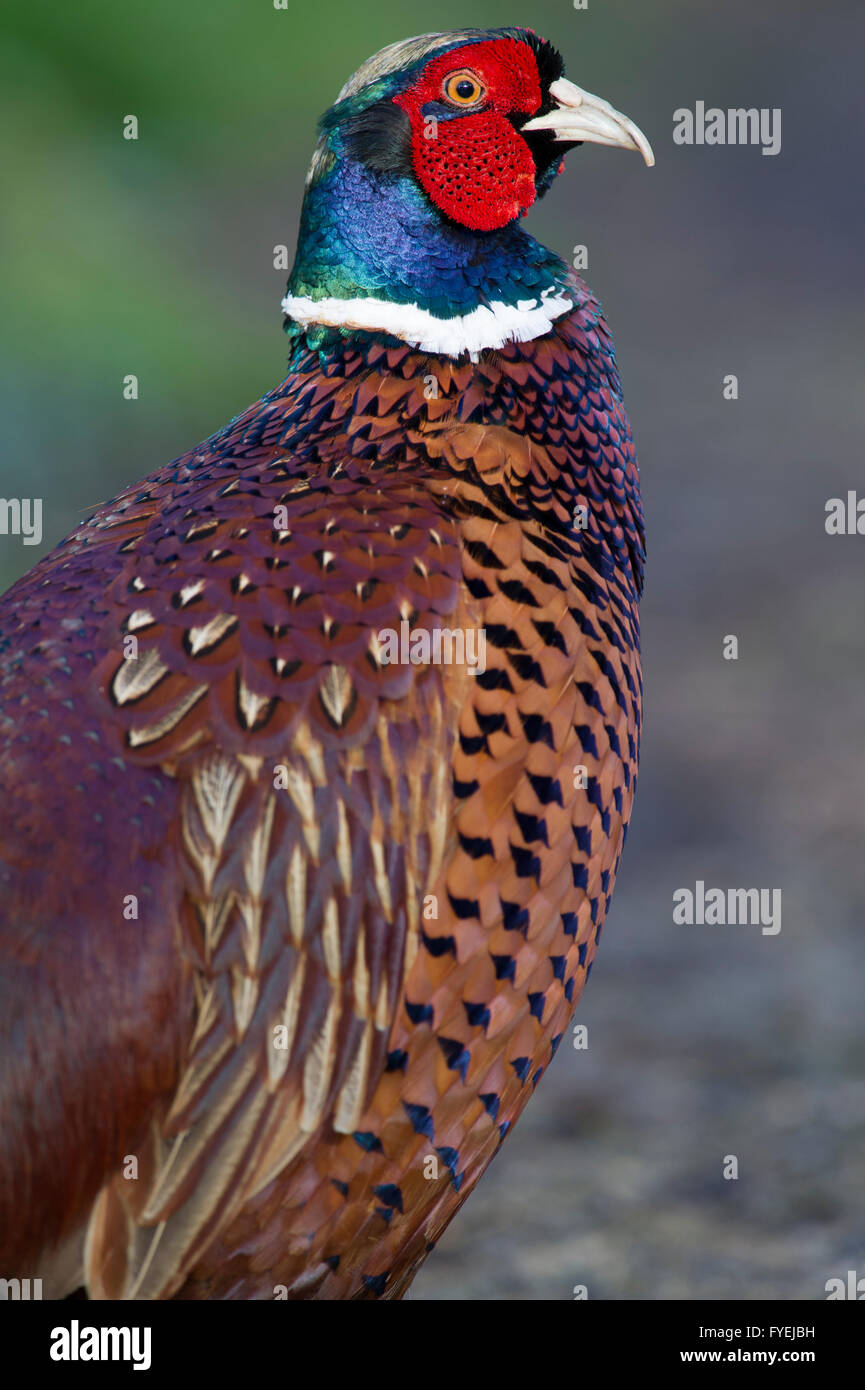A portrait of a Common Pheasant (Phasianus colchicus) in the East Yorkshire countryside Stock Photo