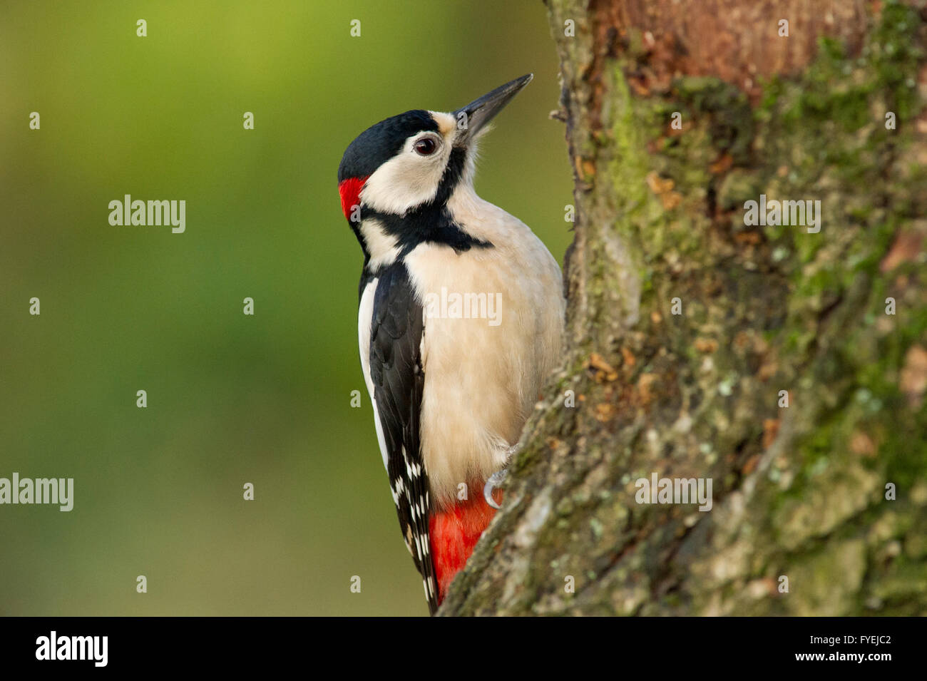 A Great Spotted Woodpecker (Dendrocopos major) clings to an old tree stump Stock Photo