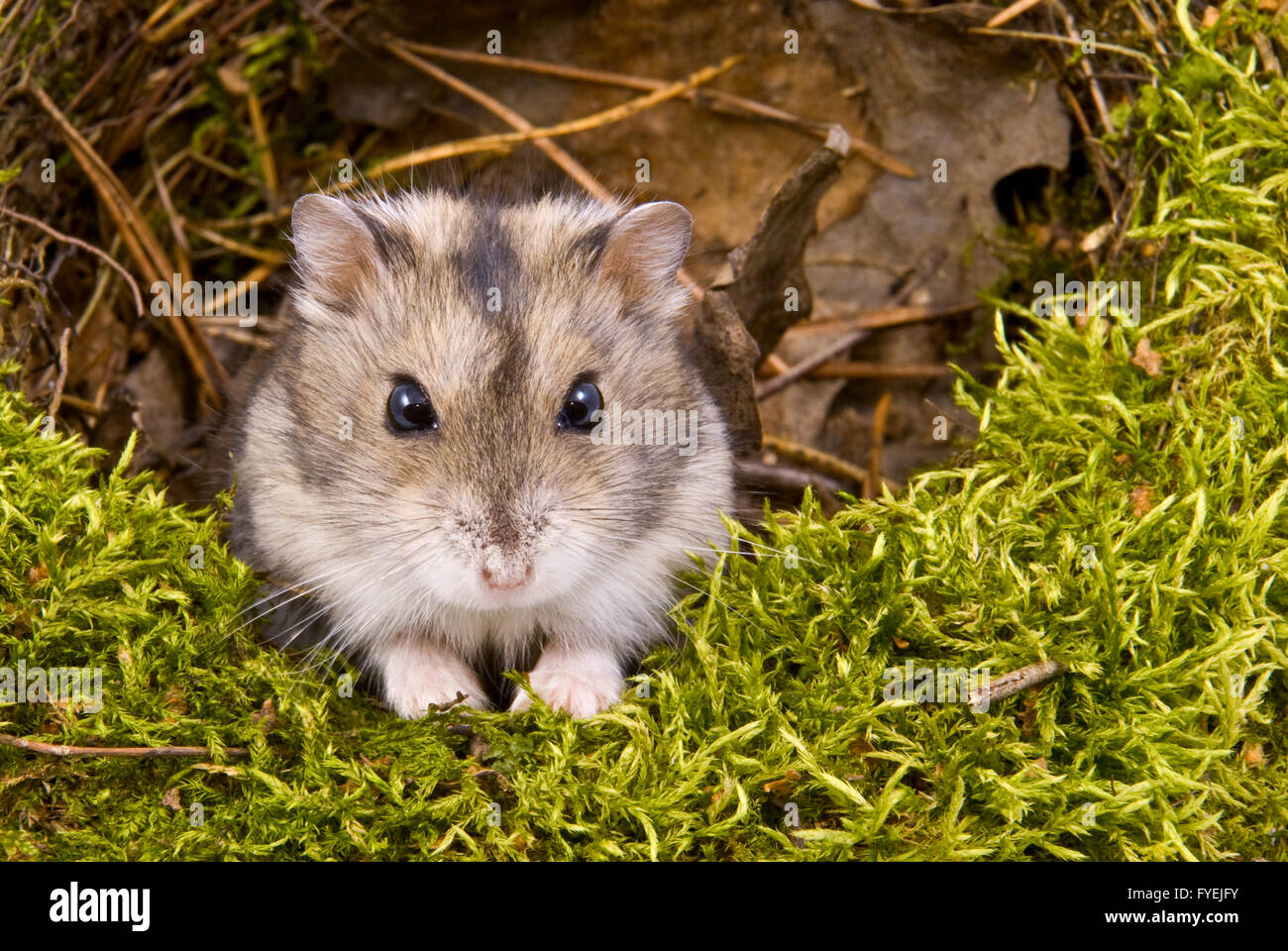 Dwarf mice hires stock photography and images Alamy