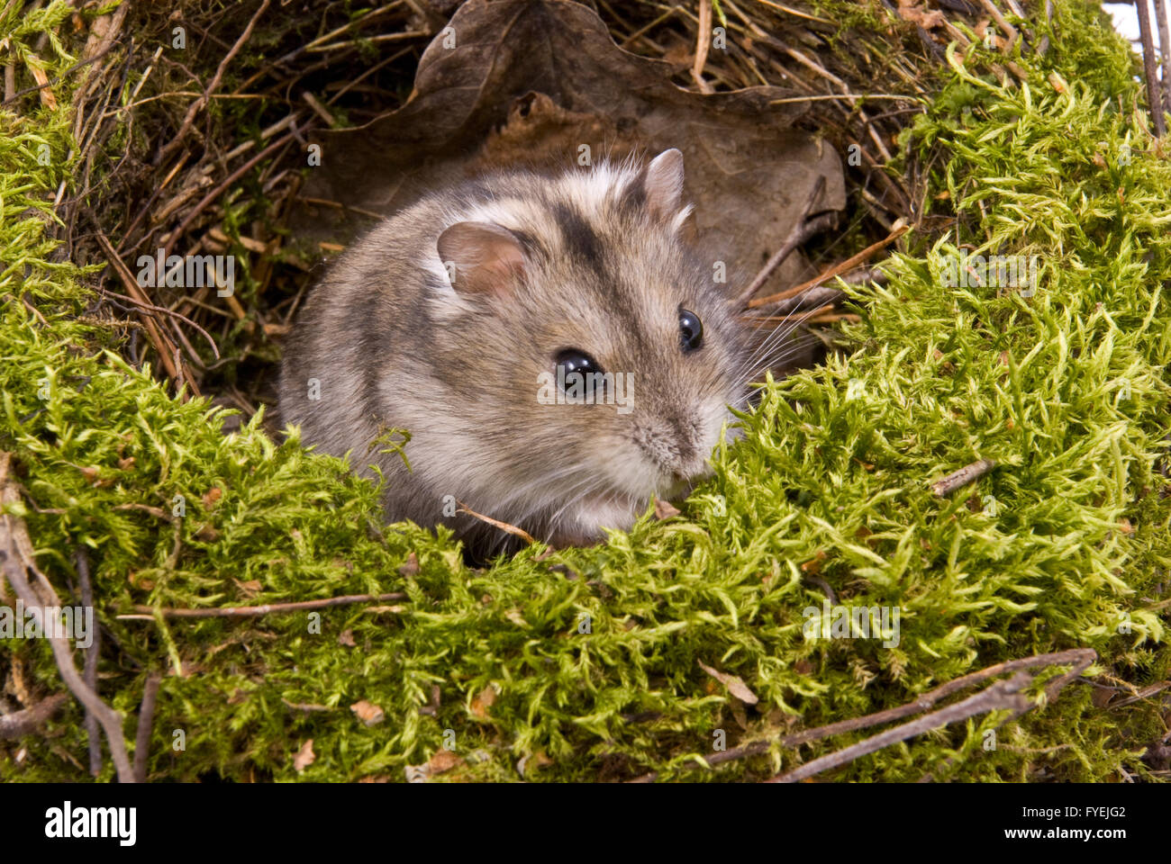 Dzhungarian Dwarf Hamster on moss Stock Photo - Alamy