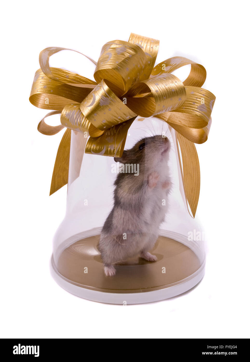 little hamster present Stock Photo