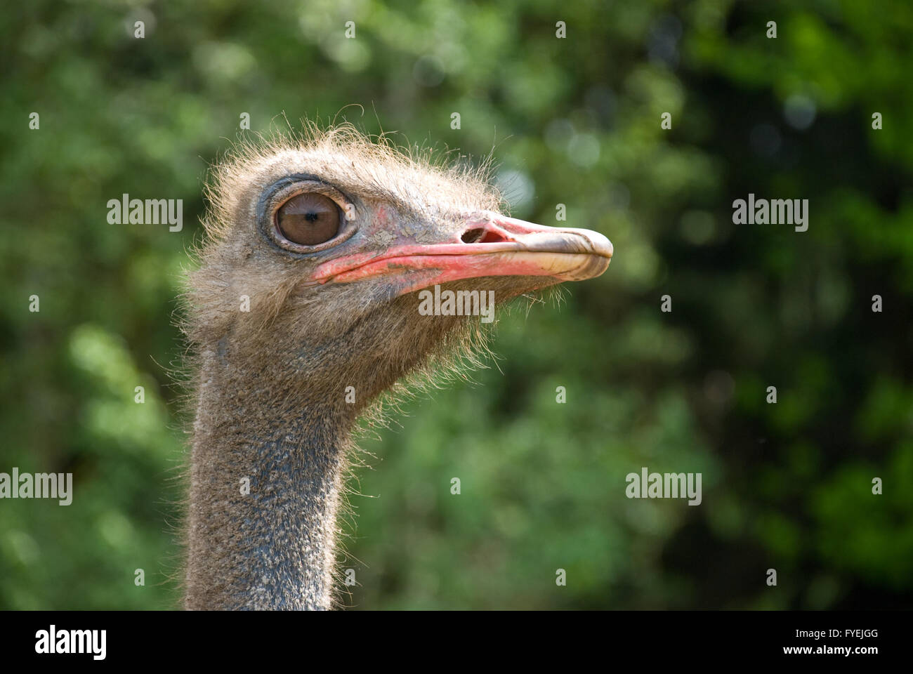 Portrait of ostrich on the nature Stock Photo