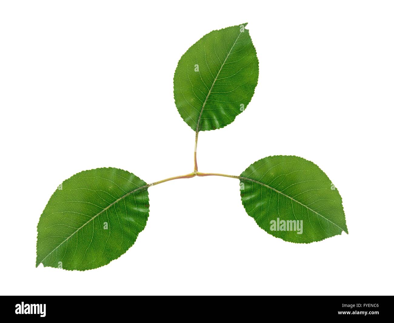 Green leaves isolated against a white background Stock Photo - Alamy