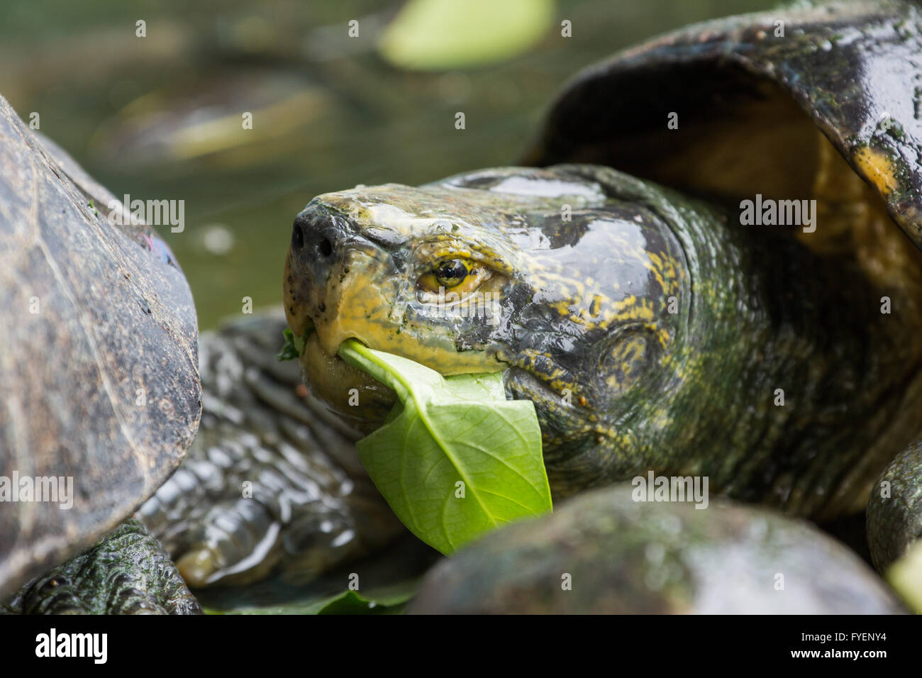 Turtle eating morning glory Stock Photo Alamy