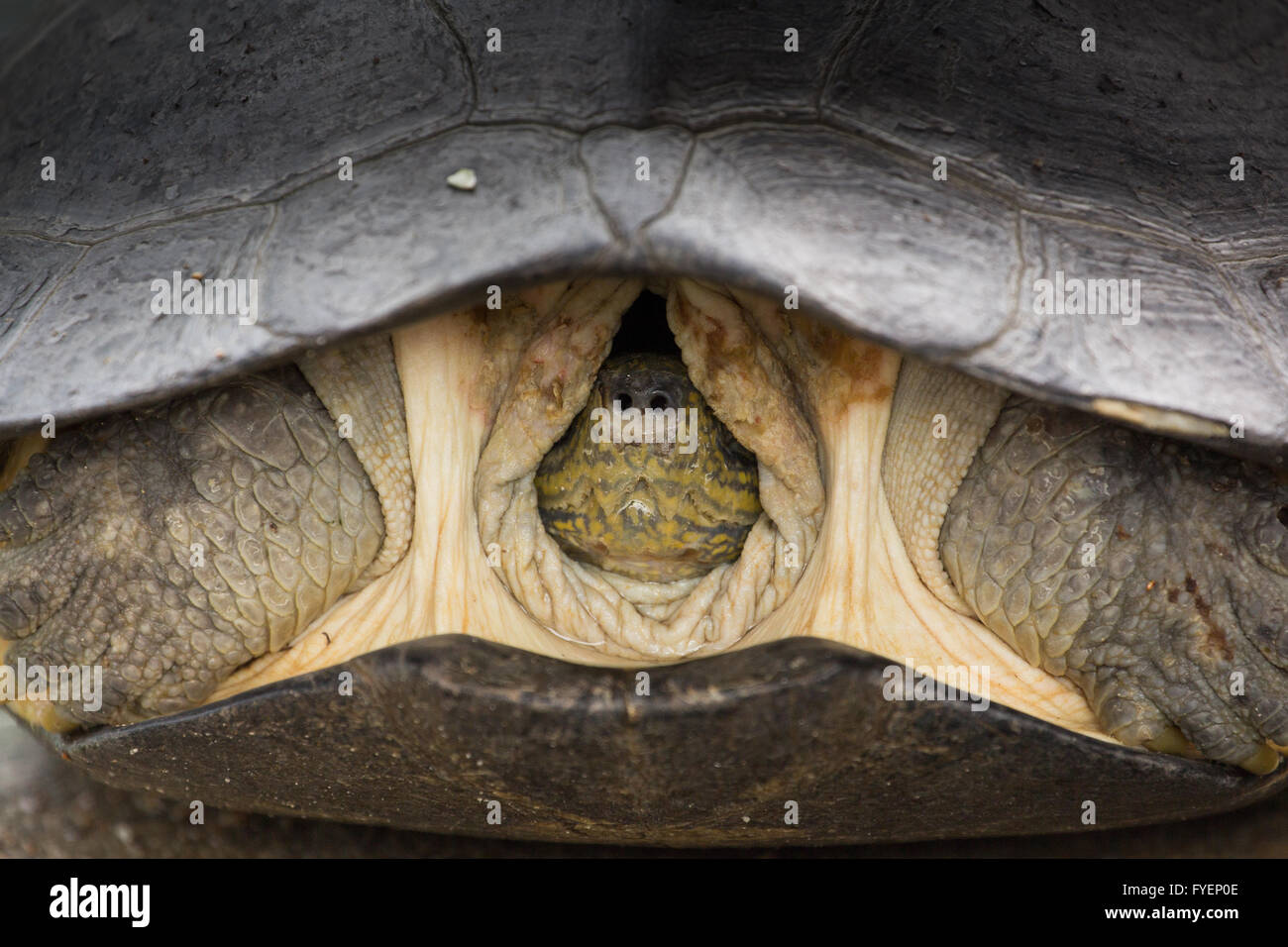 big turtle shell