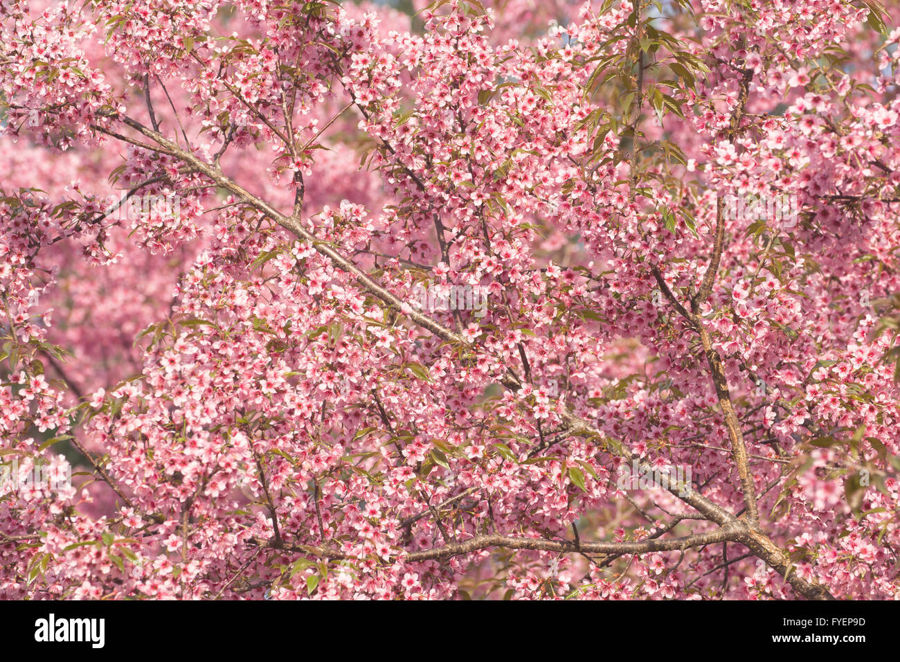 Beautiful pink Sakura flower blooming background Stock Photo